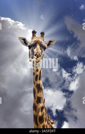 Divertente ritratto di una giraffa. Giraffa con bella pelle maculata e piccole corna nella savana africana. Jeep Safari Masai Mara, Kenya. Il concetto di AC Foto Stock