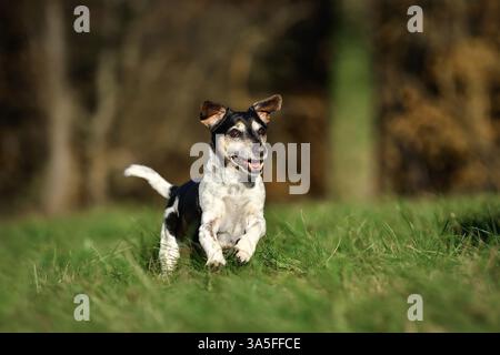 Il vecchio Jack Russell Terrier Foto Stock