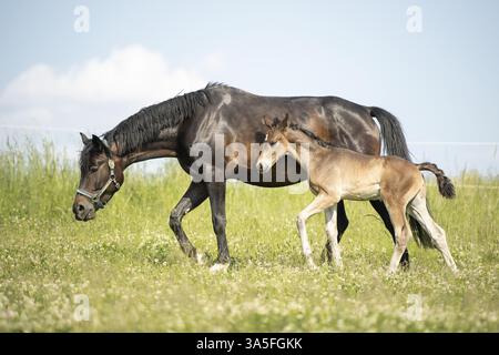 Warmbloods austriaci Foto Stock