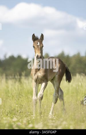 Warmbloods austriaci Foto Stock