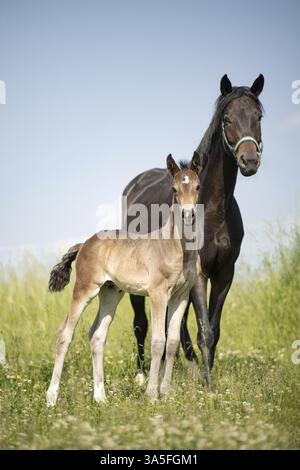Warmbloods austriaci Foto Stock