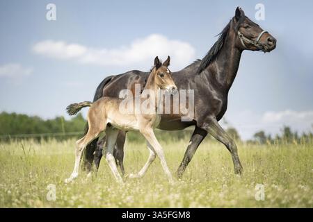 Warmbloods austriaci Foto Stock