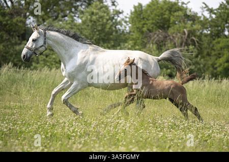 Warmbloods austriaci Foto Stock