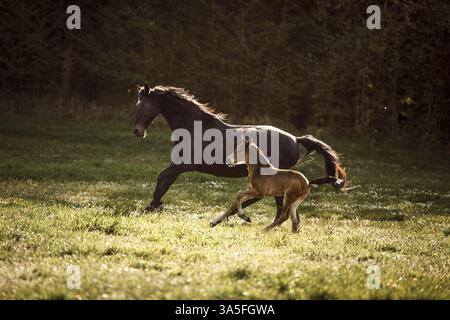 Warmbloods austriaci Foto Stock