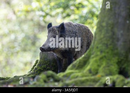 cinghiale Foto Stock
