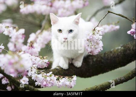 gatto Foto Stock