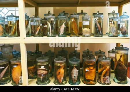 fiasche e provette contenenti campioni di organismi viventi e animali in formaldeide in un laboratorio biologico Foto Stock