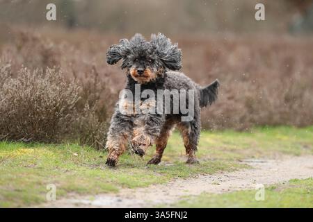 Royal Standard Poodle Foto Stock