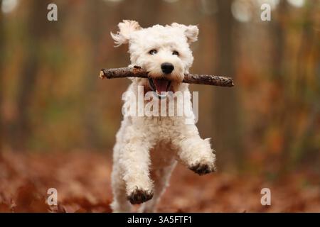 Cockapoo in autunno Foto Stock