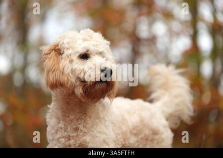 Cockapoo in autunno Foto Stock