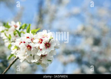 È arrivata la primavera. Le mandorle sono fiorite. Febbraio in Israele. Ramo di mandorli in fiore con lussureggianti fiori bianchi e rosa Foto Stock