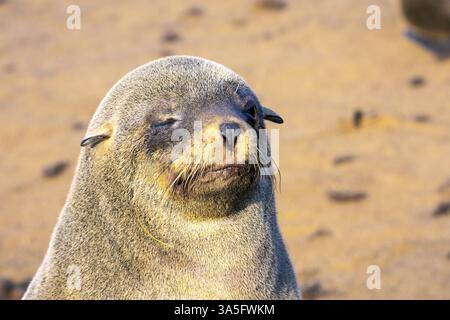 Africa. Namibia. Riserva naturale della Namibia. Cape Cross è un'enorme riserva di animali marini sulle rive dell'Atlantico. L'affascinante foca si crogiola nel Foto Stock