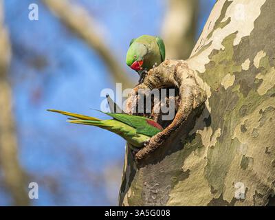 Coppia di Parakeet alessandrini (Psittacula eupatria) al nido buco, Colonia, Germania Foto Stock