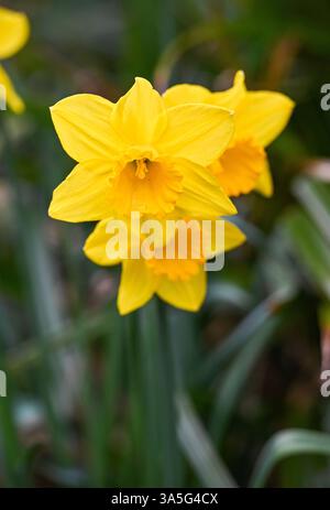 I narcisi primaverili fioriscono in un piccolo giardino urbano - Regno Unito Foto Stock