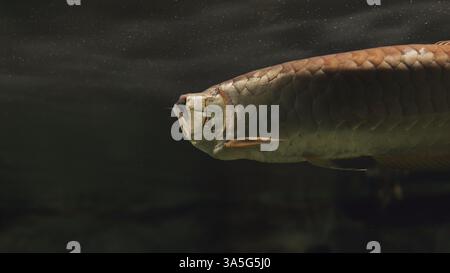 Primo piano di un pesce arowana che nuota sott'acqua in un acquario Foto Stock