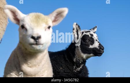 Coppia di agnelli gemelli, uno nero e uno bianco, in primavera, North Yorkshire, Regno Unito. Foto Stock