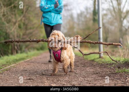 Primo piano di un simpatico cane cockapoo che cammina sul sentiero di campagna con un ramo/bastone molto grande in bocca, il proprietario che segue da vicino. Ambizione animale! Foto Stock