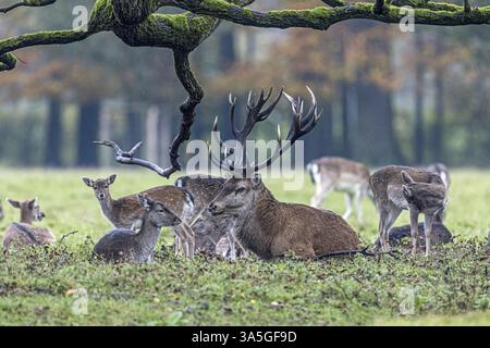 Red deer Foto Stock