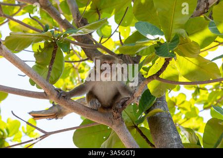 Macaco scimmia nel parco di Monkey Island in Vietnam, Nha Trang. La scimmia siede in alto su un ramo di albero e guarda lontano. Messa a fuoco selettiva, primo piano. Foto Stock