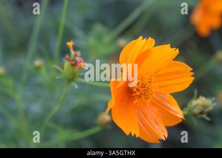 Fiore naturale e fresco del Cosmo zolfo da vicino Foto Stock