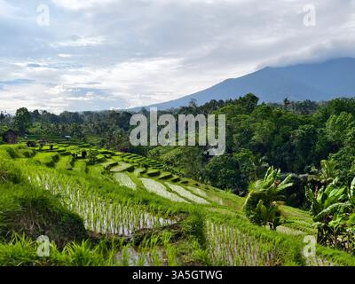 Uno splendido paesaggio di risaie terrazzate con una montagna ricoperta di nebbia sullo sfondo Foto Stock