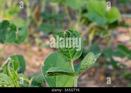 pianta di soia con vesciche sulle foglie a causa di danni da erbicidi chimici. Coltivazione di soia, controllo delle piante infestanti, concetto di perdita di resa. Foto Stock