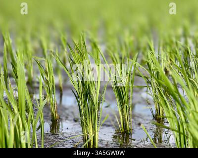 Young Rice pianta piantine che crescono in un Paddy Field allagato Foto Stock