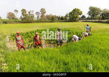 Donne vestite con abiti tradizionali colorati che piantano riso, piantine di riso con le mani in una risaia vicino a Gunupur a Orissa, India Foto Stock