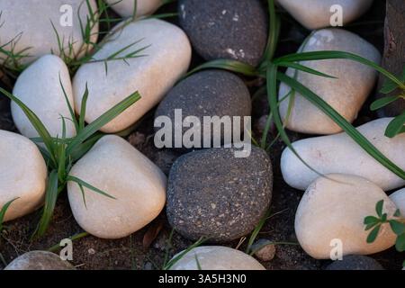 Pietre da giardino decorative bianche e nere lisce sparse sul terreno con erba verde che cresce tra di loro in luce naturale. Foto Stock