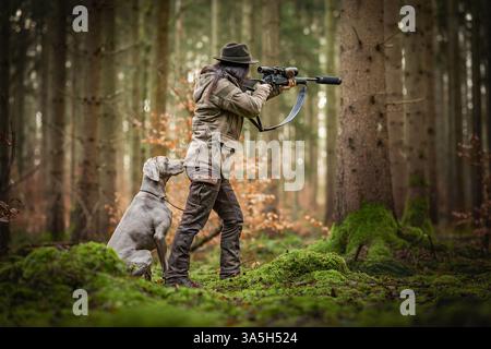 Weimaraner Foto Stock
