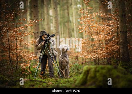 Weimaraner Foto Stock
