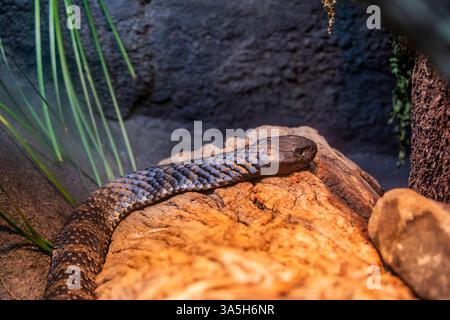 Il serpente tigre (Notechis scutatus) è un grande serpente altamente velenoso dell'Australia meridionale, che comprende le sue isole costiere e la Tasmania. Foto Stock