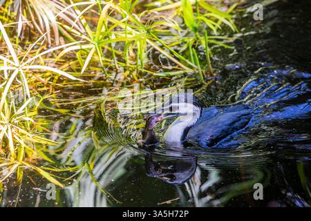 Un cormorano pied australiano (Phalacrocorax varius) con un ratto nel becco. e' un membro di medie dimensioni della famiglia dei cormorani. Foto Stock