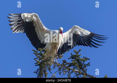 Cicogna con grandi ali sedute elegantemente su un ramo d'albero di fronte a un cielo limpido, cicogna bianca (Ciconia ciconia), fauna selvatica, Germania, Europa Foto Stock