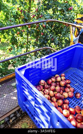 Il raccolto di mele nella grande mela industriale Orchard. Macchina e cassetta per la raccolta di mele. Concetto per la coltivazione e la raccolta delle mele attraverso automatizzazione Foto Stock