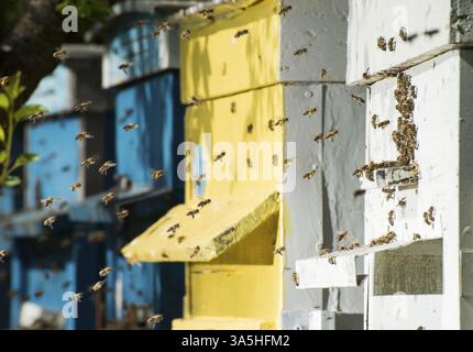 Uno sciame di api volare ad alveare. Luce solare Foto Stock
