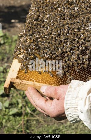 Close up favi. Molte le api sul favo di miele Foto Stock