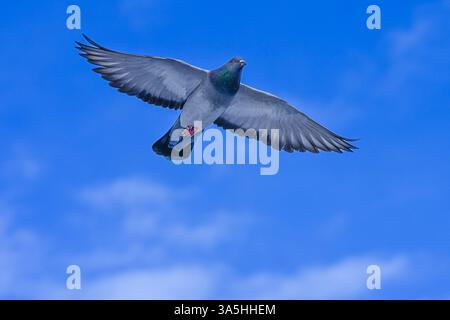 Piccione in volo Foto Stock