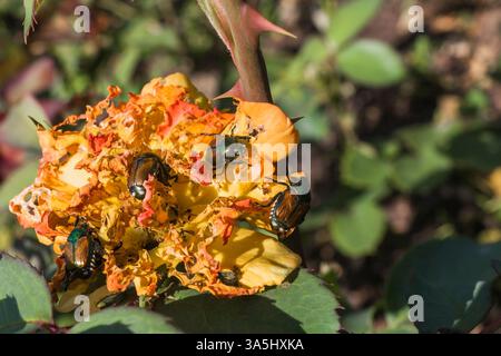 Primo piano di Popillia japonica - coleotteri giapponesi che mangiano i petali di una rosa - fiore di rosa in estate. Foto Stock