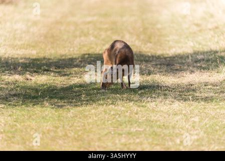 Una femmina Muntjac (Muntiacus reevesi) che si nutre a Rye Meads, Herts Foto Stock