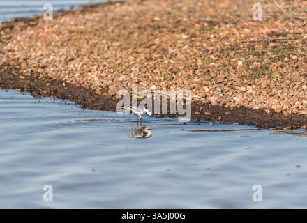 Pied Wagtail (Motacilla alba), foraggio presso la Blue House Farm, Essex Foto Stock
