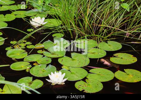 Nymphaea alba - Giglio d'acqua bianco con macchie marroni e scarabeo d'acqua foglie danneggiate che galleggiano sulla superficie di uno stagno in estate. Foto Stock