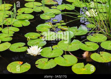 Nymphaea alba - Giglio d'acqua bianco con macchie marroni e scarabeo d'acqua foglie danneggiate che galleggiano sulla superficie di uno stagno in estate. Foto Stock