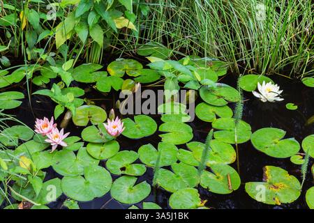 Nymphaea - fiori d'acqua con macchie marroni e foglie danneggiate da scarabeo d'acqua sulla superficie dello stagno in estate. Foto Stock