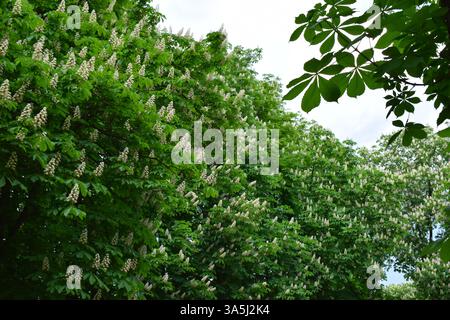 La cima di un castagno fiorito con foglie verdi e fiori bianchi in una giornata di sole con un cielo blu. I fiori sono numerosi e distribuiti uniformemente Foto Stock
