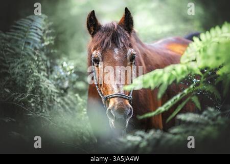 Il tedesco cavalcare pony Foto Stock