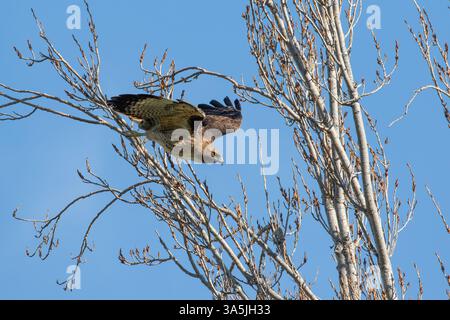 Falco della coda rossa della California che decolla da un albero Foto Stock