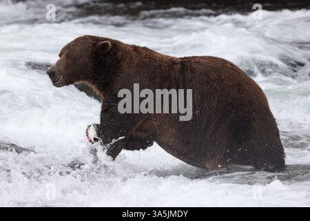 Pesca di orsi grizzly alle Brooks Falls nel Katmai National Park, Alaska Foto Stock