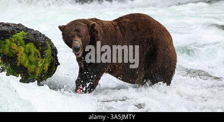 Pesca di orsi grizzly alle Brooks Falls nel Katmai National Park, Alaska Foto Stock