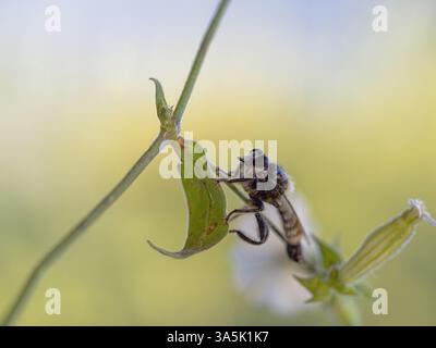 bumblebee robberfly Foto Stock